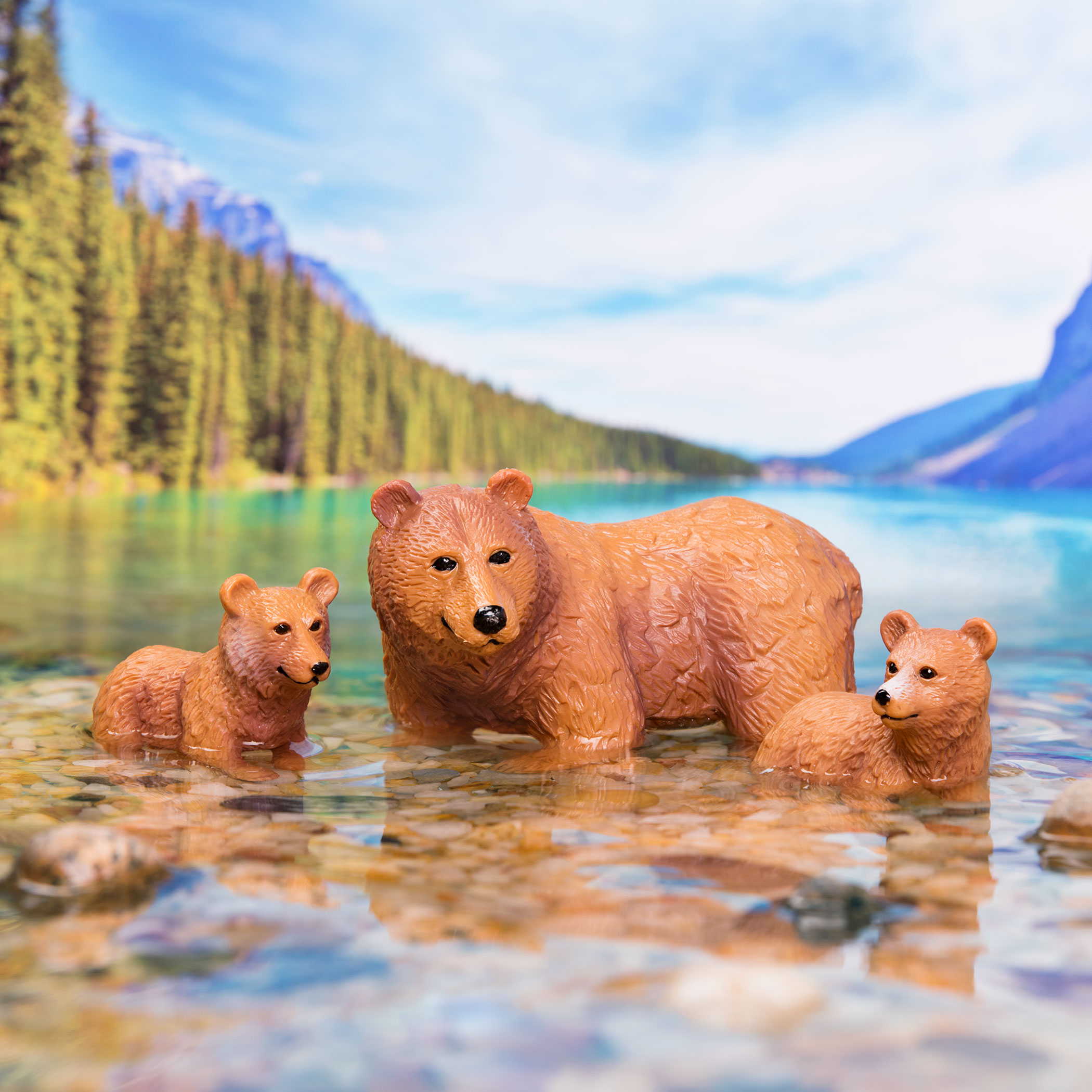 Famiglia di orsi bruni Terra